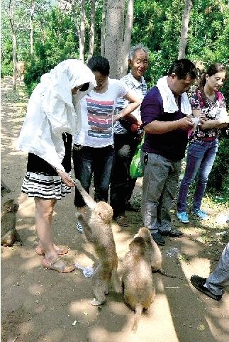 鄭州一景區(qū)猴子傷游客、毀麥田 讓人很頭疼