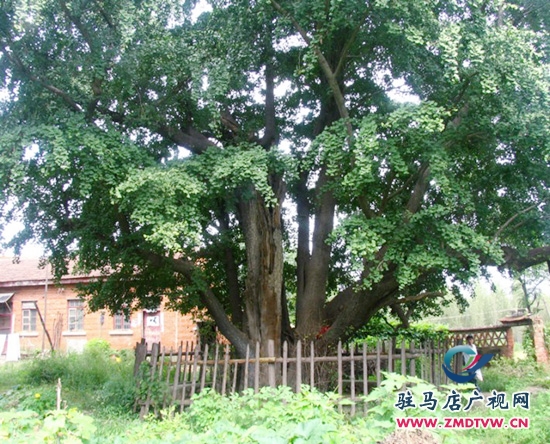 北泉寺歷經(jīng)一千年多年的白果樹(shù)依舊枝繁葉茂，蒼勁挺拔。.jpg