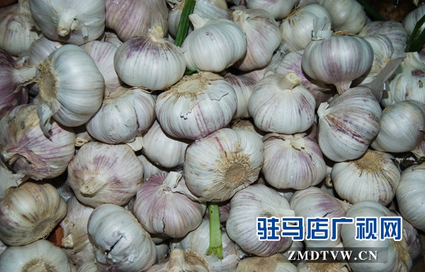 大蒜價(jià)格上漲 蒜你狠