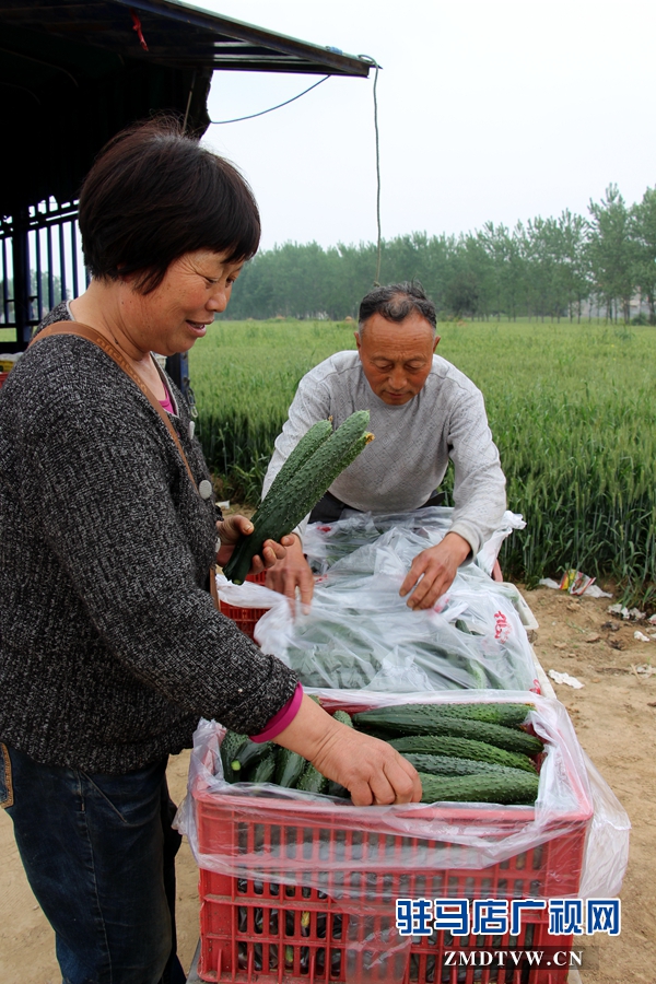 對黃瓜進(jìn)行分揀.JPG