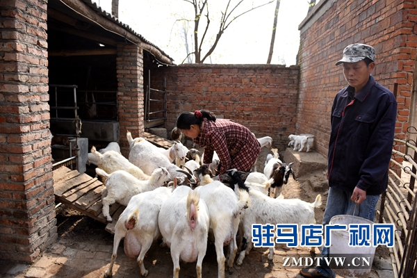 劉小麗夫妻倆除了在親友的幫助下力能所及地種好田地，2013年還發(fā)展起了養(yǎng)羊。目前已經(jīng)發(fā)展了40多只。.jpg