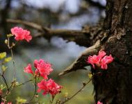 杜鵑花又名映山紅，被譽(yù)為“花中西施”