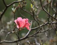 杜鵑花又名映山紅，被譽(yù)為“花中西施”