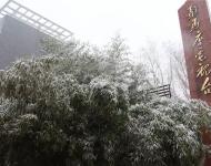 路邊的樹木，不一會(huì)就堆滿了雪花。這個(gè)冬天的雪景，哪能少了它們的點(diǎn)綴？