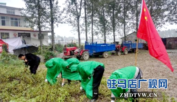 圖為9月27日，正陽(yáng)縣郵政分公司黨員志愿者正在冒雨幫助汪莊村的貧困戶拔花生 (1)_副本.jpg