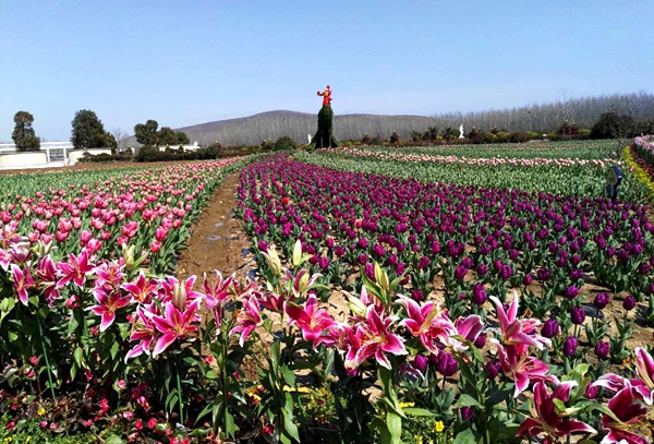 嵖岈山溫泉小鎮(zhèn)郁金香園正式開門迎客 活動(dòng)持續(xù)到4月28日