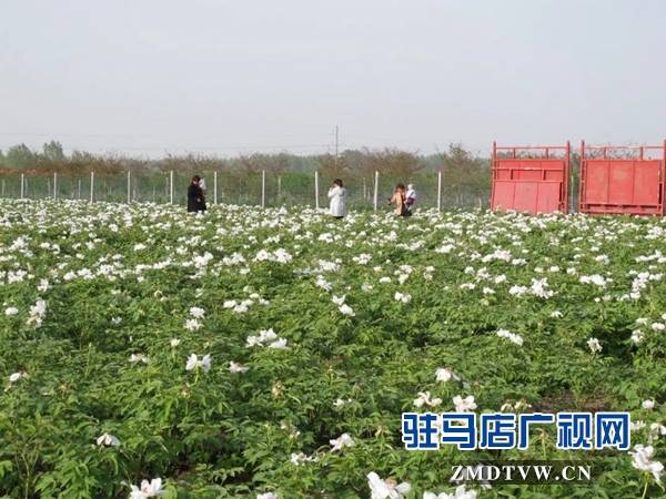 01“最美基層干部”巧念“致富經(jīng)”，帶出一個省級生態(tài)文明示范村 .jpg