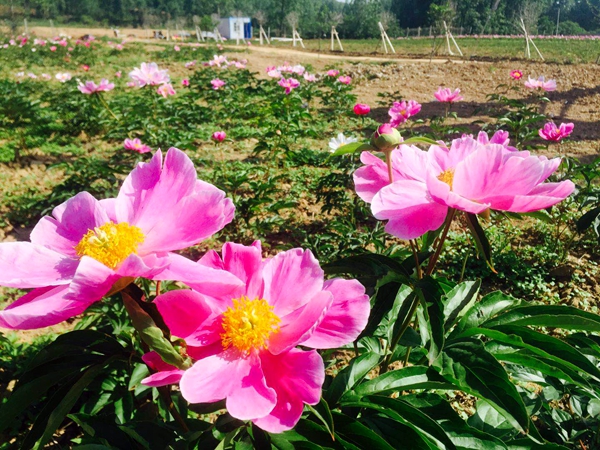 嵖岈山鎮(zhèn)數(shù)百畝芍花競相開放迎客來