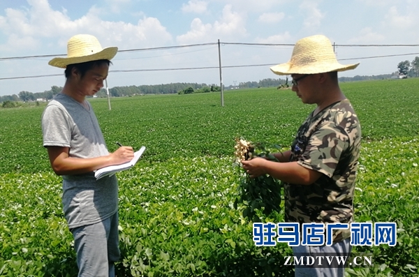 正陽(yáng)：花生“保姆”為花生中后期管理做保障