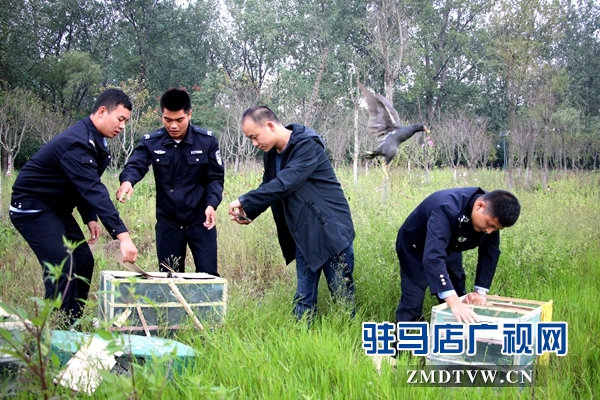 500余只野生鳥類在正陽縣清水灣得以重歸自然