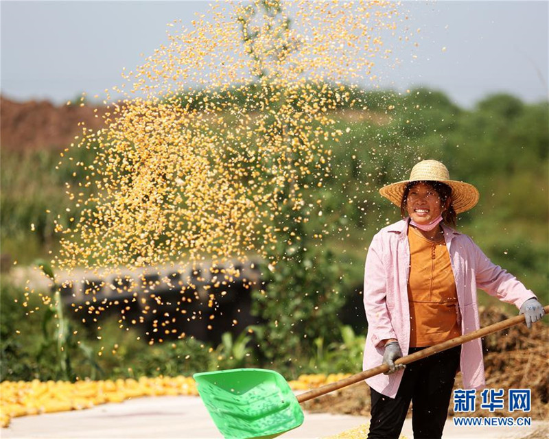 山東省臨沂市郯城縣郯城街道新屯村村民揚(yáng)曬收獲的玉米（9月23日攝）。 新華社發(fā)（張春雷 攝）