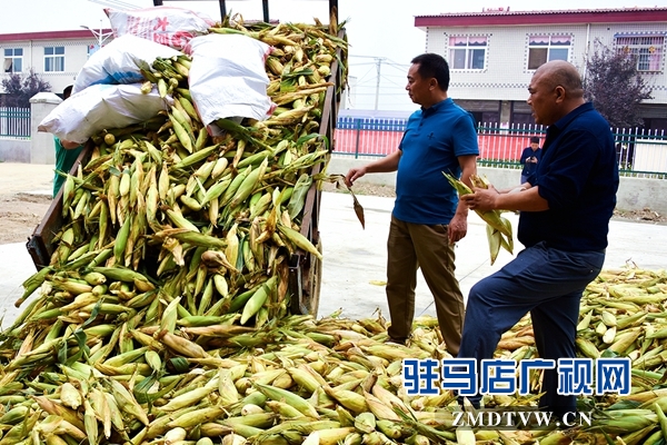 正陽(yáng)：責(zé)任田“基地托管” 貧困戶“坐地收錢(qián)”