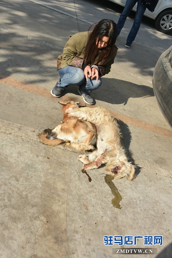 狗肉湯鍋店老板夫婦白天賣狗肉，晚上用弩和毒鏢盜狗