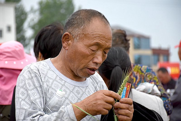 正陽千余農(nóng)民麥田選秀