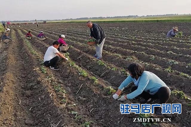 康建華：興村富民領(lǐng)頭雁 實(shí)事辦了一串串