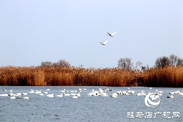 美呆啦！數(shù)千只天鵝到宿鴨湖過(guò)冬