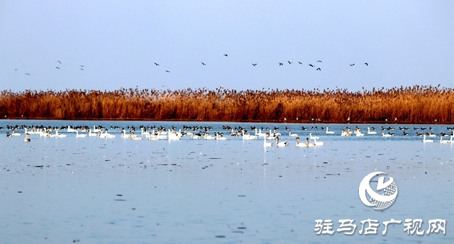 美呆啦！數(shù)千只天鵝到宿鴨湖過(guò)冬