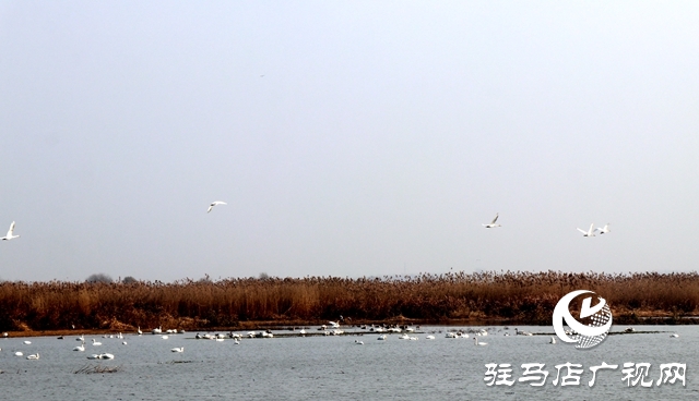 美呆啦！數(shù)千只天鵝到宿鴨湖過(guò)冬