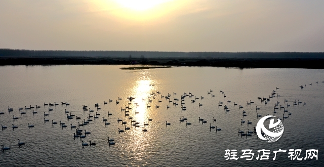 美呆啦！數(shù)千只天鵝到宿鴨湖過(guò)冬