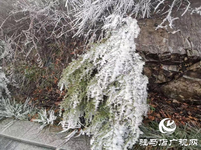 下雪了！駐馬店市迎來2020年第一場(chǎng)雪！