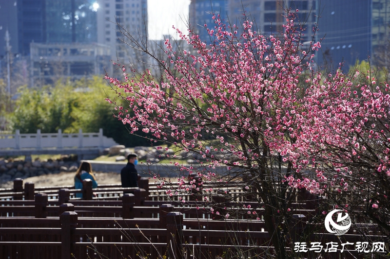 看她的滿城花開  攝影 文字：王向陽  歡迎轉(zhuǎn)載，請注明作者出處