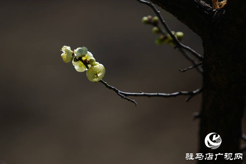 花的盛開，等待了一冬