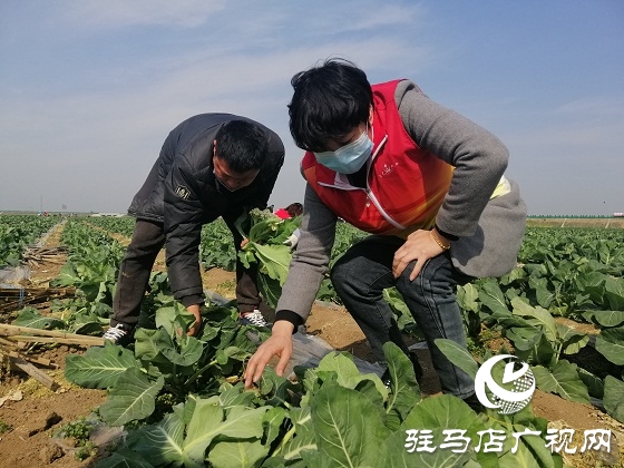 天中義工聯(lián)合會出手 菜農王松濤200畝有機花菜有了銷路