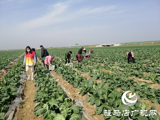 天中義工聯(lián)合會出手 菜農王松濤200畝有機花菜有了銷路