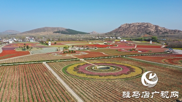 嵖岈山郁金香園3月24日開(kāi)園迎客 醫(yī)護(hù)工作者可憑有效證件免費(fèi)入園