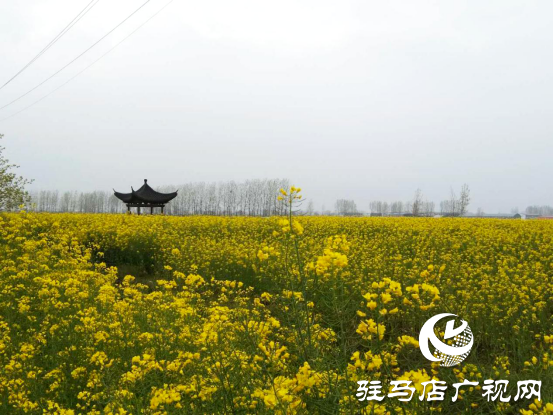 汝南縣梁祝鎮(zhèn)搶抓植綠時(shí)節(jié) 營造生態(tài)鄉(xiāng)村