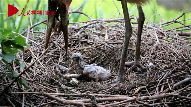 母親節(jié)，看動物老母親如何反芻哺育幼崽