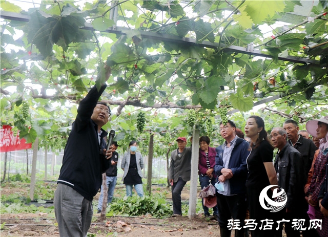 國家葡萄產(chǎn)業(yè)技術(shù)體系豫東試驗站培訓(xùn)會在遂平縣召開