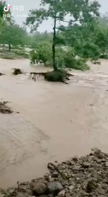 連續(xù)降雨致泌陽縣下碑寺鄉(xiāng)下陳村西大橋被洪水沖垮