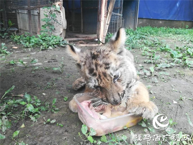 駐馬店南海公園動(dòng)物園喜添虎仔 獅仔