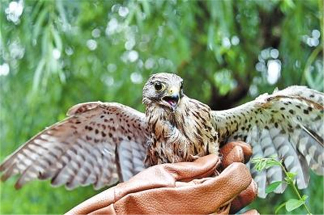 回家吧，回到最初的美好 42只野生動物回歸大自然