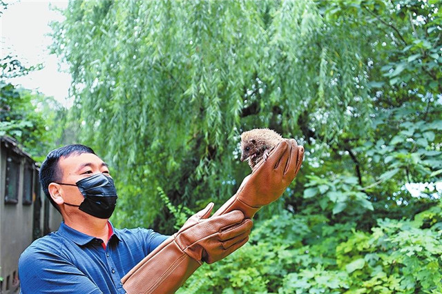 回家吧，回到最初的美好 42只野生動物回歸大自然