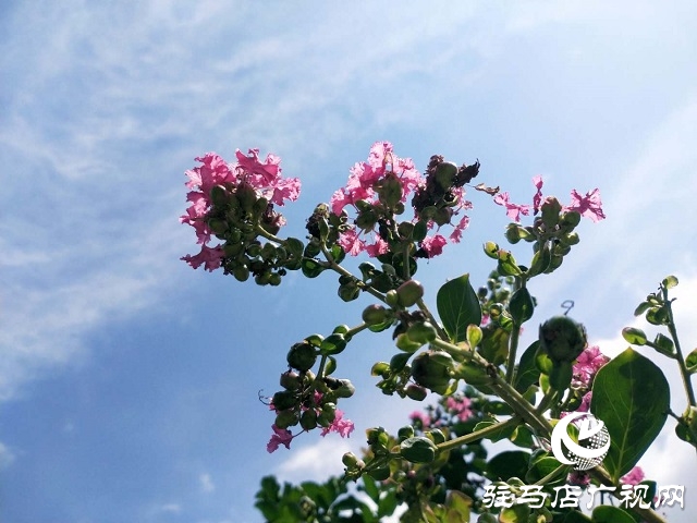 駐馬店：藍(lán)天白云景無限 綠樹陰濃夏日長