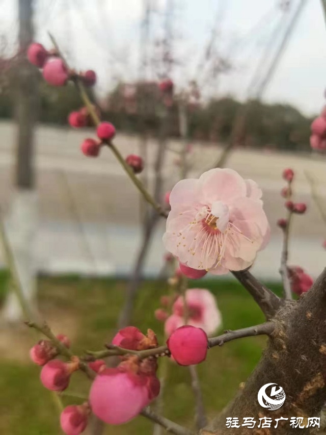 梅花盛開春意來