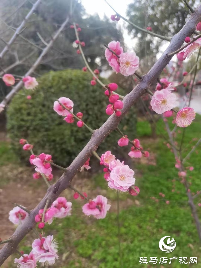 梅花盛開春意來