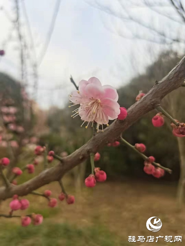 梅花盛開春意來