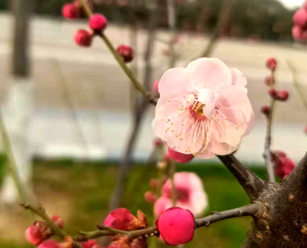 梅花盛開春意來