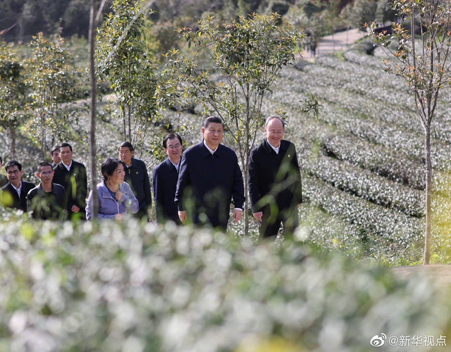 習近平察看武夷山春茶長勢：把茶文化、茶產(chǎn)業(yè)、茶科技這篇文章做好