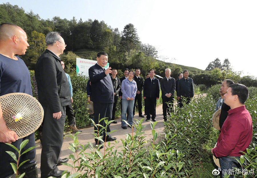 習近平察看武夷山春茶長勢：把茶文化、茶產(chǎn)業(yè)、茶科技這篇文章做好