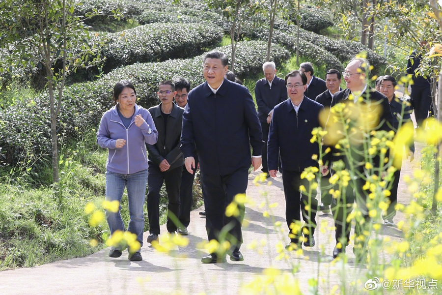 習近平察看武夷山春茶長勢：把茶文化、茶產(chǎn)業(yè)、茶科技這篇文章做好