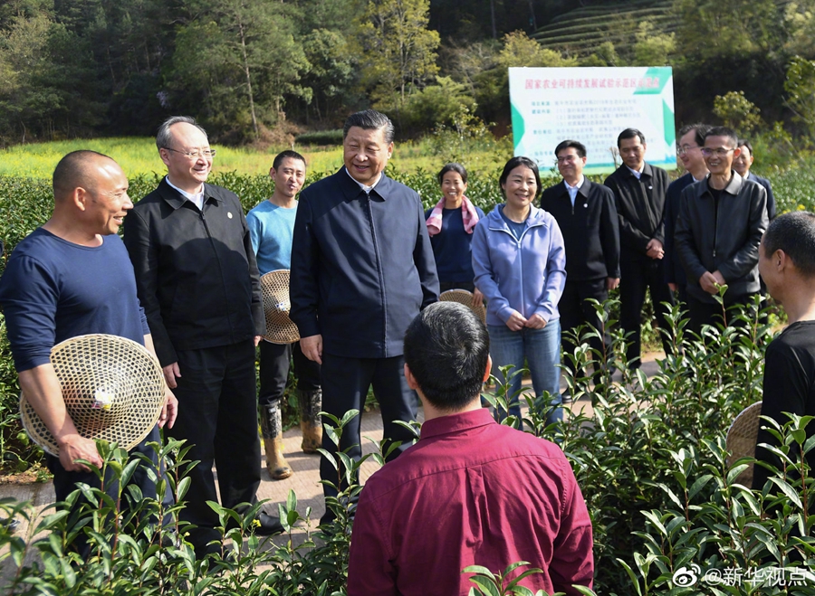 習近平察看武夷山春茶長勢：把茶文化、茶產(chǎn)業(yè)、茶科技這篇文章做好