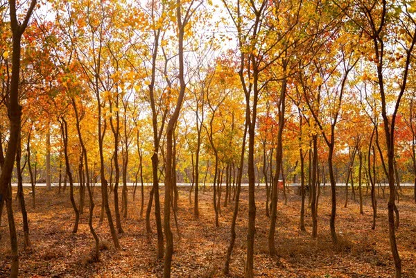 【沿著黃河看河南⑤】黃河岸邊是公園鄭州市民心里甜