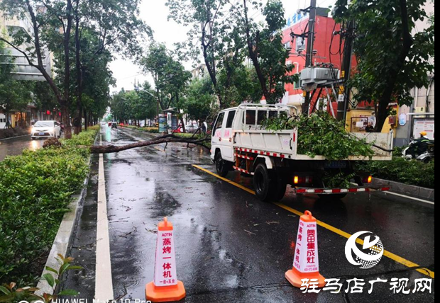 風(fēng)雨刮倒樹木成隱患 園林工人忙清理還道路暢通