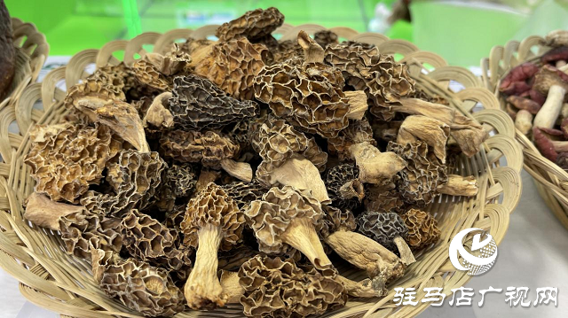 記者探會(huì)｜部長(zhǎng)看的花菇是她種植的