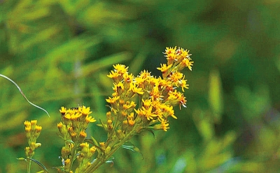 河南排查、處理數(shù)萬株“加拿大一枝黃花” 我省這種花還處萌芽期 不必恐慌