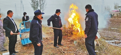 河南排查、處理數(shù)萬株“加拿大一枝黃花” 我省這種花還處萌芽期 不必恐慌